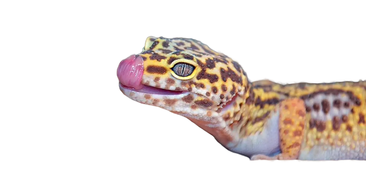 Leopard Gecko